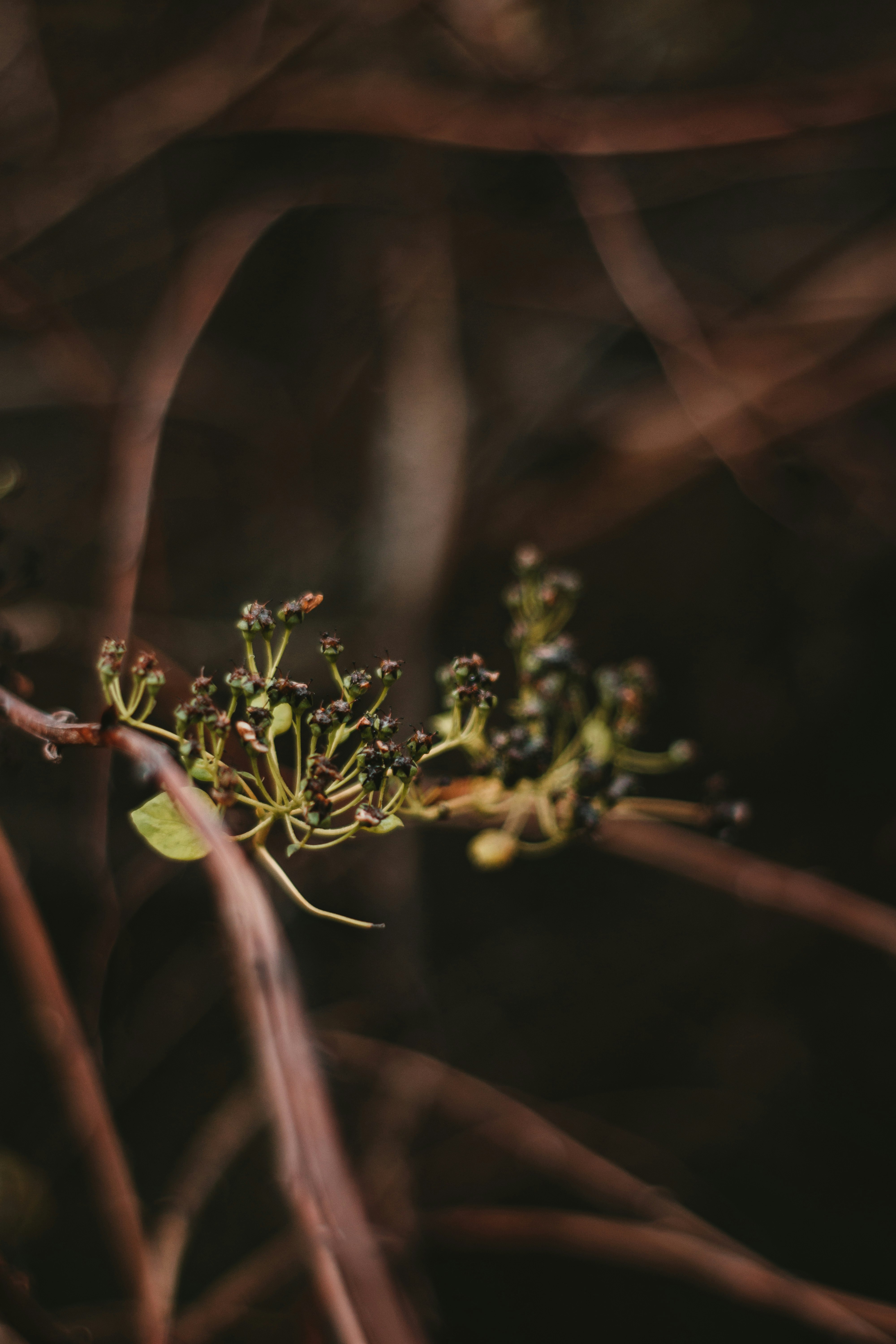 green plant in tilt shift lens